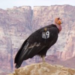 Charley Carlin - Condor at Navajo Bridge